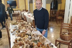 Raccolta funghi: le regole, al via il corso con il dottor Vincenzo Massaro della Asl Bt