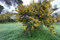 8 marzo, Coldiretti Puglia: mimose in dono da 5 pugliesi su 10