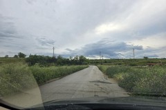 Emergenza xylella a Minervino Murge: "la provincia è ferma"