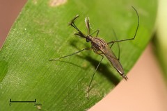 West Nile Virus, primo caso in Puglia