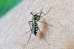 Il Comune adotta misure di prevenzione e contenimento della diffusione del West Nile Virus