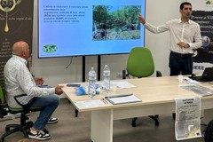 Oleoturismo: confronto tra frantoiani sulla nuova legge regionale pugliese