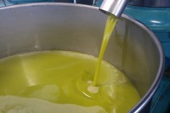 Olio d'oliva contraffatto: la preoccupazione del Comitato liberi agricoltori andriesi