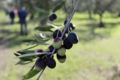 Olivicoltura pugliese, tra emergenza Xylella e incertezza dei mercati: la sfida al centro del confronto a EVOLIO Expo