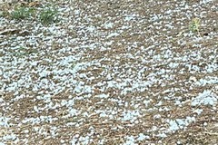 SOS frutta estiva e oliveti sotto tiro della grandine