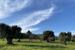 Regione: nuova disciplina per abbattimento alberi di olivo privi del carattere di monumentalità