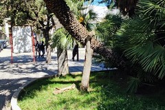 “Tragedia sfiorata” in piazza Cappuccini per caduta ramo di palma. Ass. Losappio: «Fake news che crea solo allarmismo»