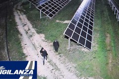 Sventato furto di pannelli solari in un campo fotovoltaico: intervento della "Vigilanza Giurata"