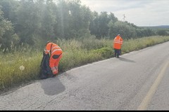 Paparicotta: volontari in prima linea contro degrado e rischio Xylella