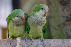 Allarme in città per il nidificare dei pappagalli “parrocchetti monaci” nella villa comunale