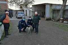 Murgia andriese: pecora ed agnello appena partorito circondati da branco di cani, salvati dalla Polizia Locale