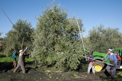 Olio di oliva in forte crescita in Puglia ma manca ancora una promozione coordinata della filiera