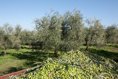 Si mobilita l'olivicoltura pugliese, con i suoi "Stati generali"