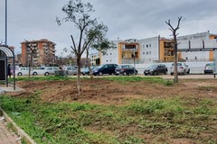 Difesa ambientale: 446mila nuovi alberi con i fondi del Pnrr per creare corridoi verdi fra città e campagne