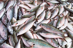 160 chili di prodotti ittici sequestrati nel porto di Trani