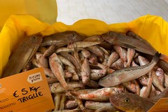 Con il caldo aumenta il consumo pesce +15%; ma é straniero 80% del pescato sulle tavole
