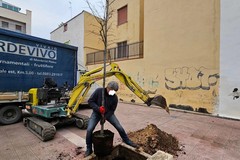 Nuove piantumazioni in città grazie all'iniziativa di 3Place ed alla generosità di alcuni cittadini