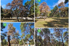 La pineta della Villa comunale rischia di scomparire