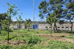 Pineta di Andria, piantumati sei alberi con le donazioni di 3Place