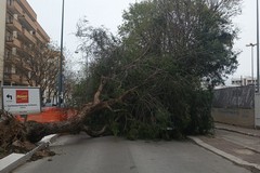 Maltempo ad Andria, il resoconto interventi Polizia Locale nella giornata del 13 aprile