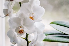 La storia dell’Orchidea per un nuovo Patto sociale