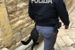 Sequestrato stupefacente ad Andria, fondamentale il fiuto di Zlatan il cane poliziotto