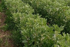 Agricoltura, Confagricoltura Bari-BAT: “Reclutamento manodopera prioritario per garantire i raccolti