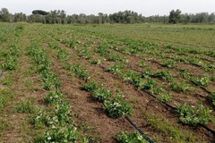 La terra si conferma ‘bene rifugio’ in Puglia con +1,7% valore