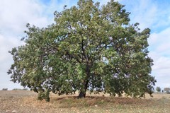 Andria nell'elenco degli alberi monumentali d'Italia del Mipaaf per l'anno 2022