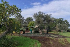 Confagricoltura Bari BAT: "Bene la legge regionale sull'oleoturismo"