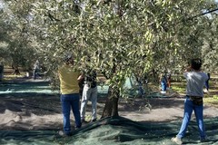 Piano Operativo dei Controlli 2026: più tutele per le imprese agricole e per il Made in Italy