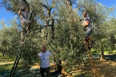 Nubi sempre più minacciose sul futuro dell'olivicoltura di qualità