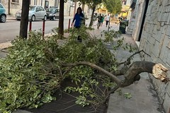 Grosso ramo si stacca da un albero in via Cappuccini: per fortuna nessun passante coinvolto