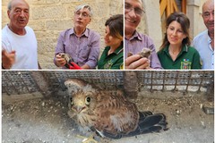 Piccolo Falco pellegrino recuperato nel centro storico di Andria