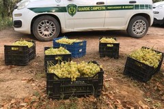 Sventato furto di uva da tavola da parte delle Guardie Campestri