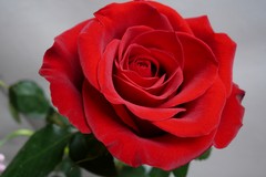 Una rosa per ogni nuova mamma, l'iniziativa dell'associazione "Xero"