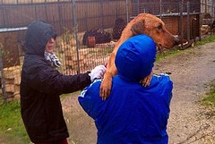 Associazioni animaliste a lavoro per salvare i cani del Dogs's Hostel di Trani