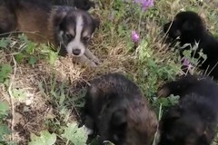 Continua la piaga degli animali lasciati per strada: ritrovati 16 cuccioli abbandonati in contrada Montegrosso