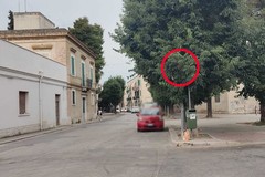 Segnale stradale di divieto di accesso a via Bruno Buozzi, occultato fra i rami di un albero