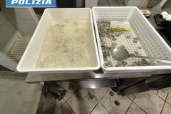Intensificati i controlli amministrativi della Polizia di Stato nelle pescherie di Andria