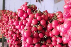 Andria e le tradizioni contadine: E’ tempo di serti di pomodori