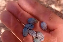 Siccità: oliveti sotto assedio per caldo e acqua che non c'è