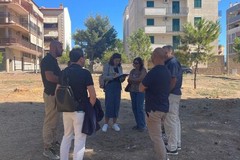 Deperimento Pineta Comunale: al via le azioni per contrastarlo