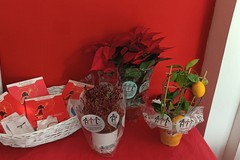 Tornano anche ad Andria le Stelle di Natale dell'AIL