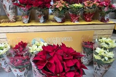 Stelle di Natale: Coldiretti Puglia, le ‘bellissime’ protagoniste in 7 case su 10 per festività 2025