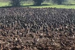 Autorizzata caccia in deroga contro invasione di storni in campagna, in previsione campagna olivicola