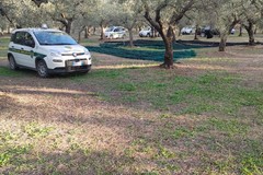 Campagna olivicola: primo bilancio, decina di furti sventati e recuperati oltre 50 quintali di olive