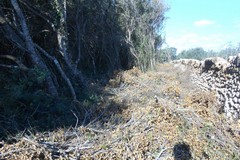 Maggiori investimenti per la ricostituzione, la cura e la tutela dei boschi in Puglia