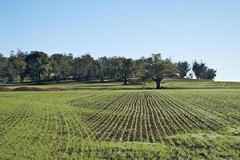 In Puglia 1019 ettari in vendita, con agevolazioni per giovani agricoltori: 7 fondi per 335,03 ettari sono nella BAT