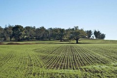 Oltre 70 gli ettari di proprietà Ismea disponibili in Puglia: uno di questi è nella Bat